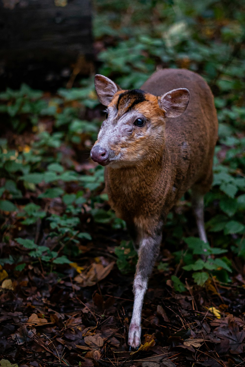 a small deer standing in the middle of a forest