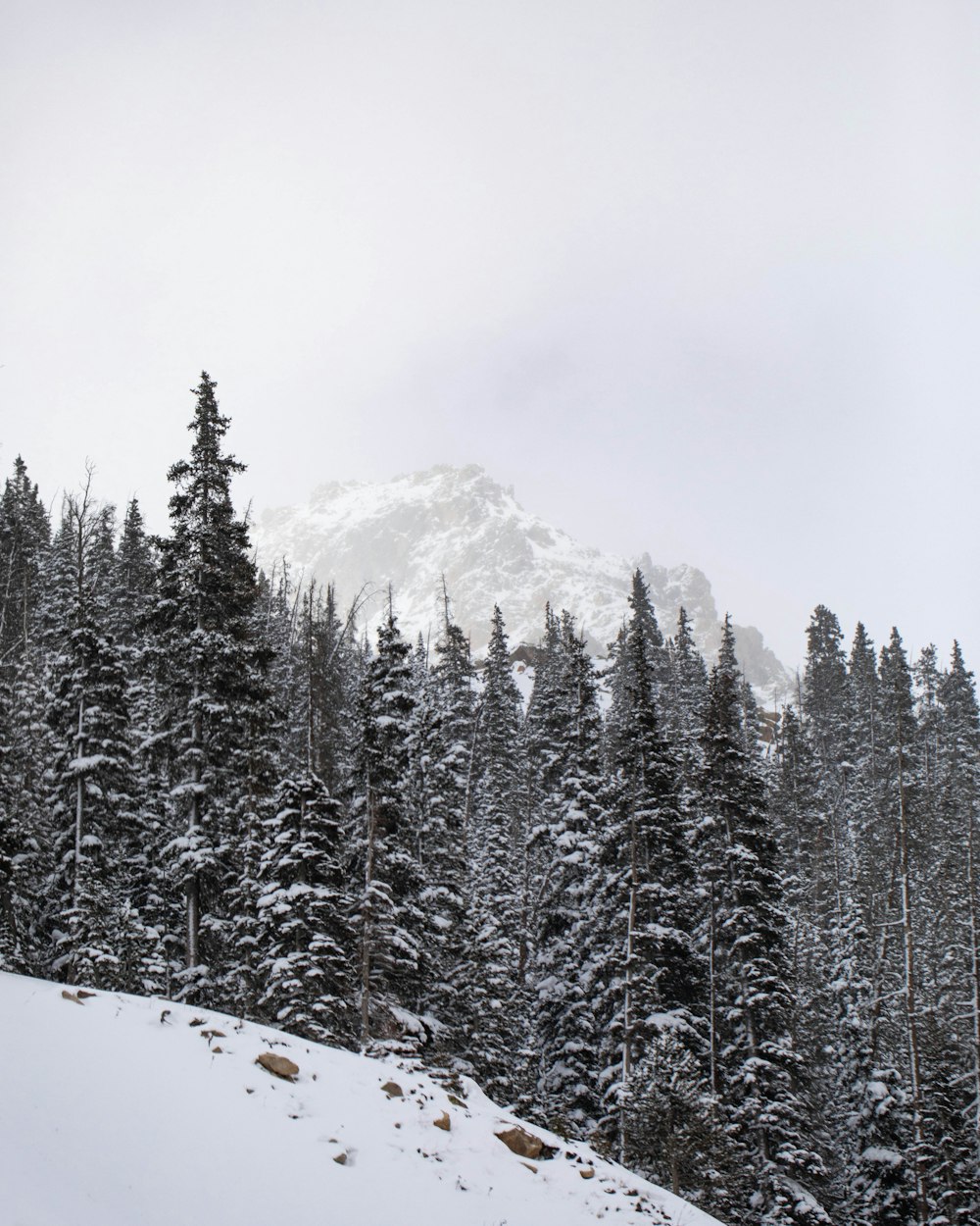 a snow covered forest with a mountain in the background