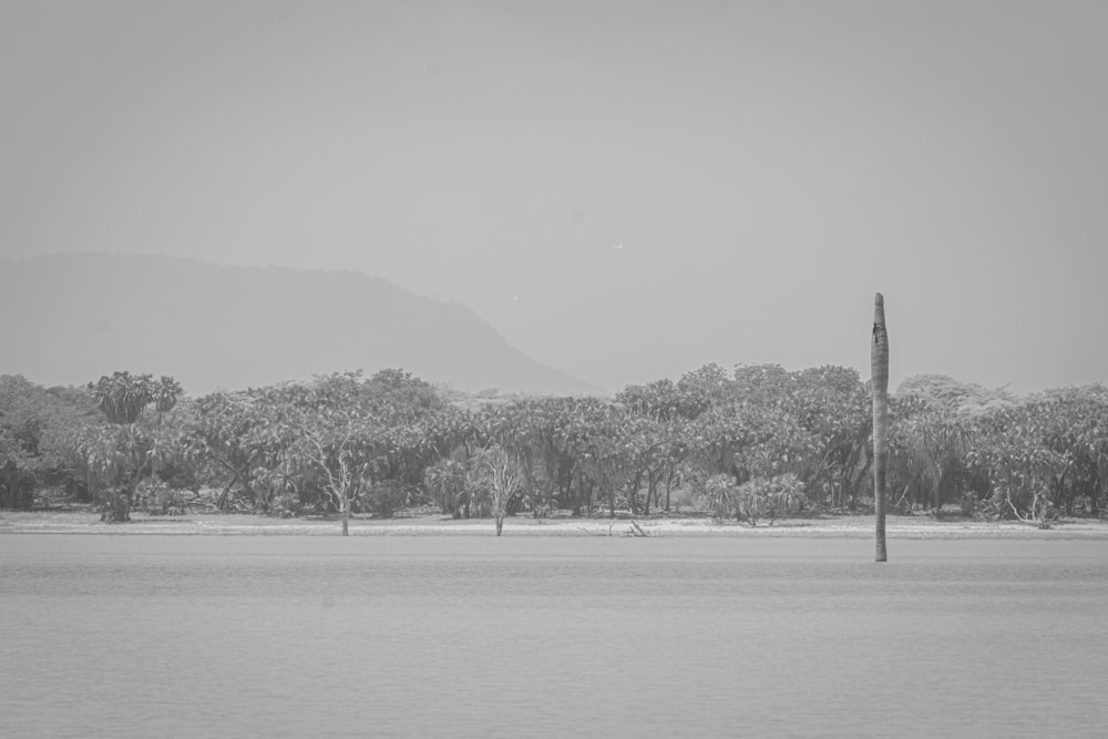 a large body of water with trees in the background