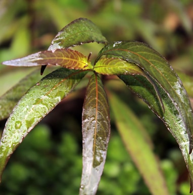 a close up of a leaf with water droplets on it