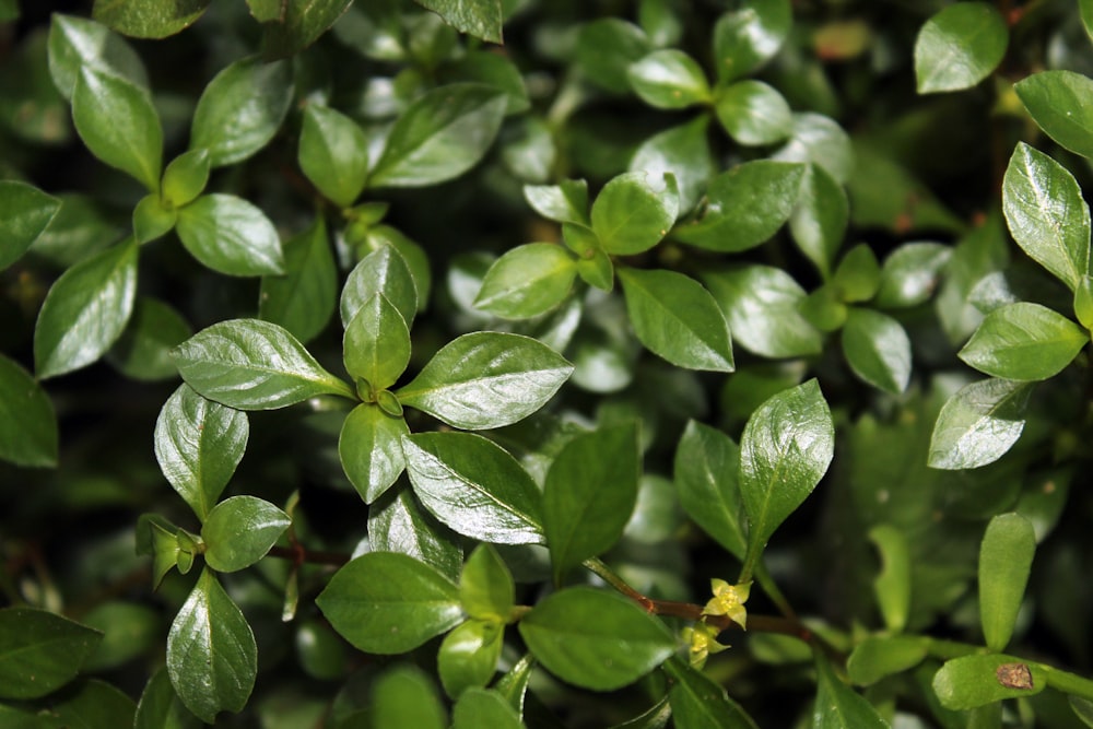 a close up of a bush with green leaves