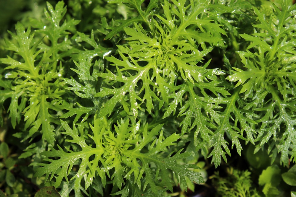 a close up of a green plant with water droplets on it