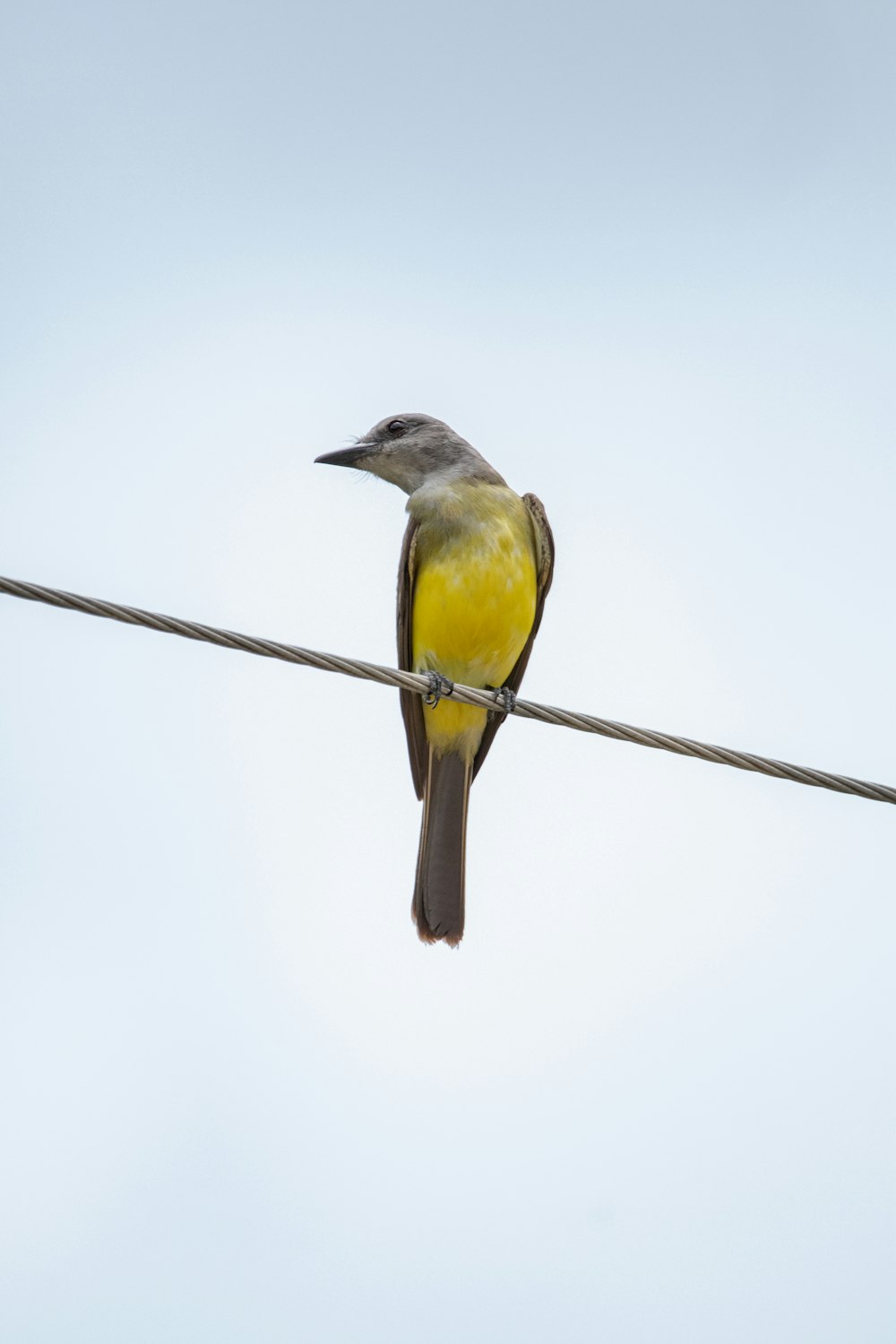 a yellow and brown bird sitting on a wire