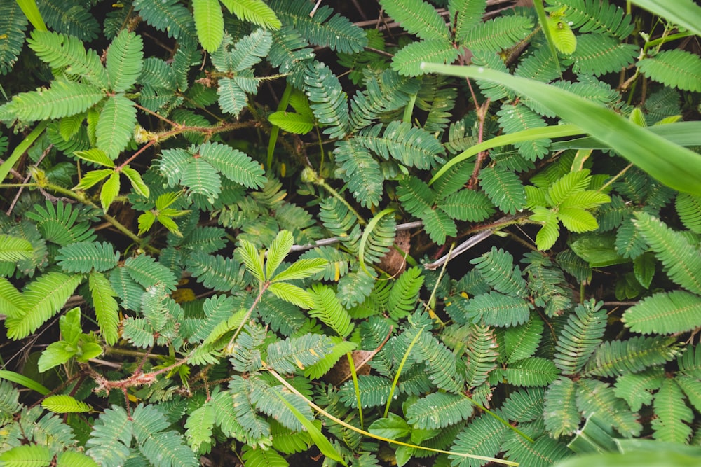 a close up of a bunch of green plants