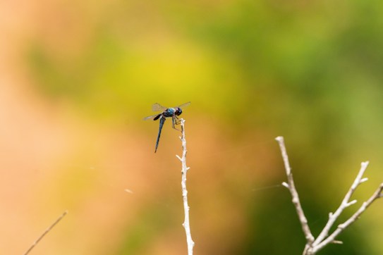 A dragonfly with translucent wings and a dark body perches delicately on a slender, upright twig. The background features a soft gradient of warm, earthy tones blending into green hues, creating a peaceful and natural setting.