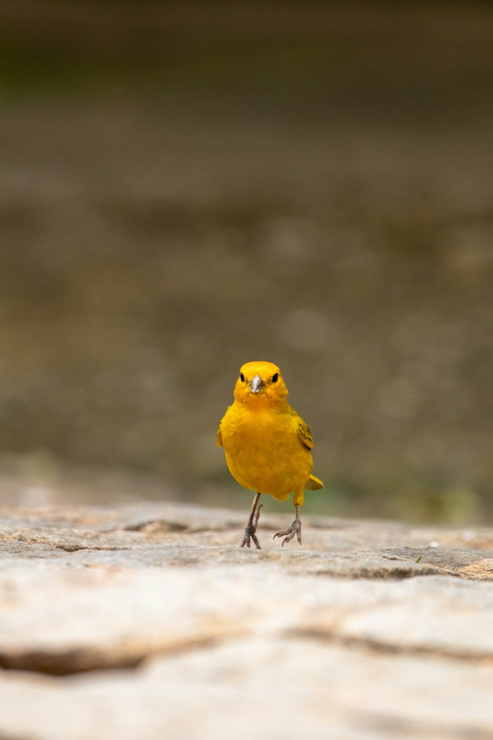 a small yellow bird standing on a rock