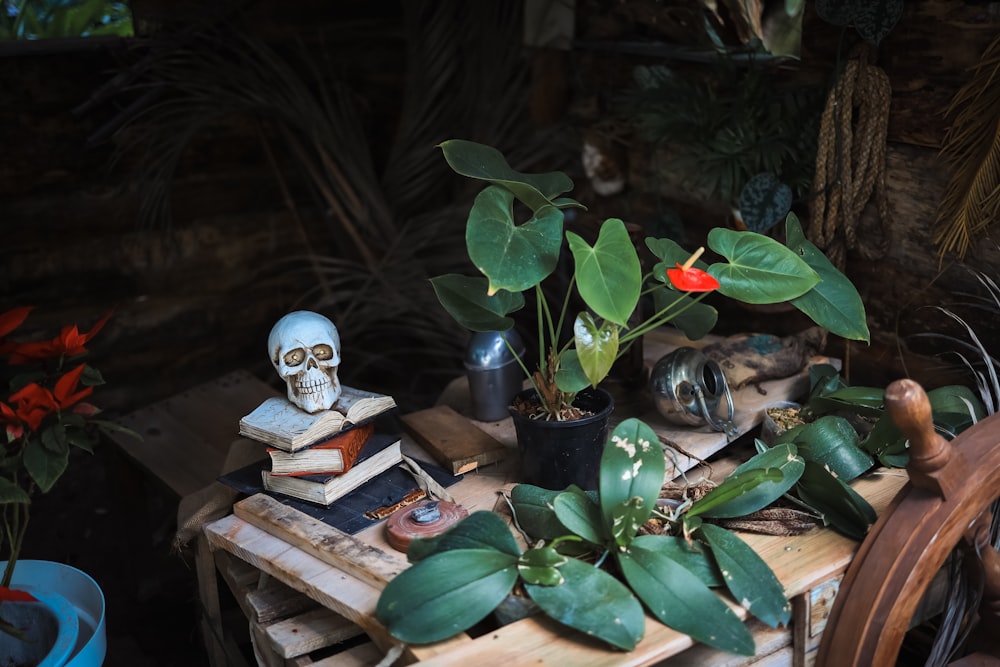 a wooden table topped with lots of plants