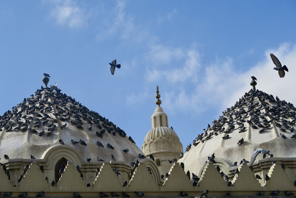 a flock of birds sitting on top of a building