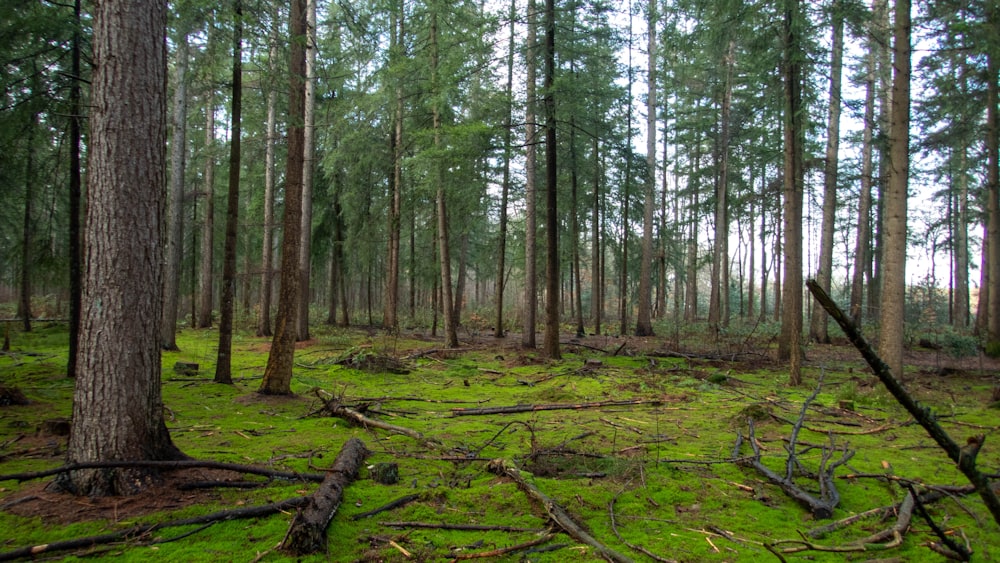 a forest filled with lots of tall trees