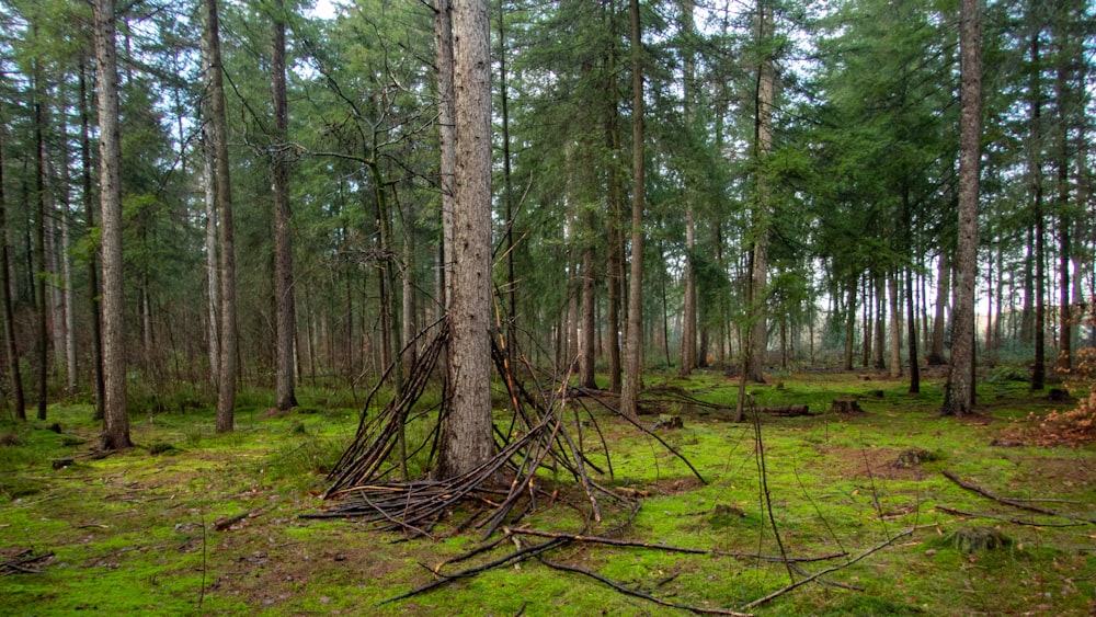 Una foresta piena di molti alberi ad alto fusto