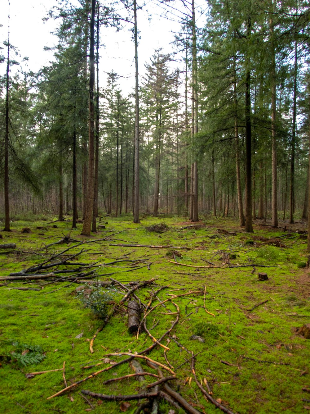 a forest filled with lots of green grass and lots of trees