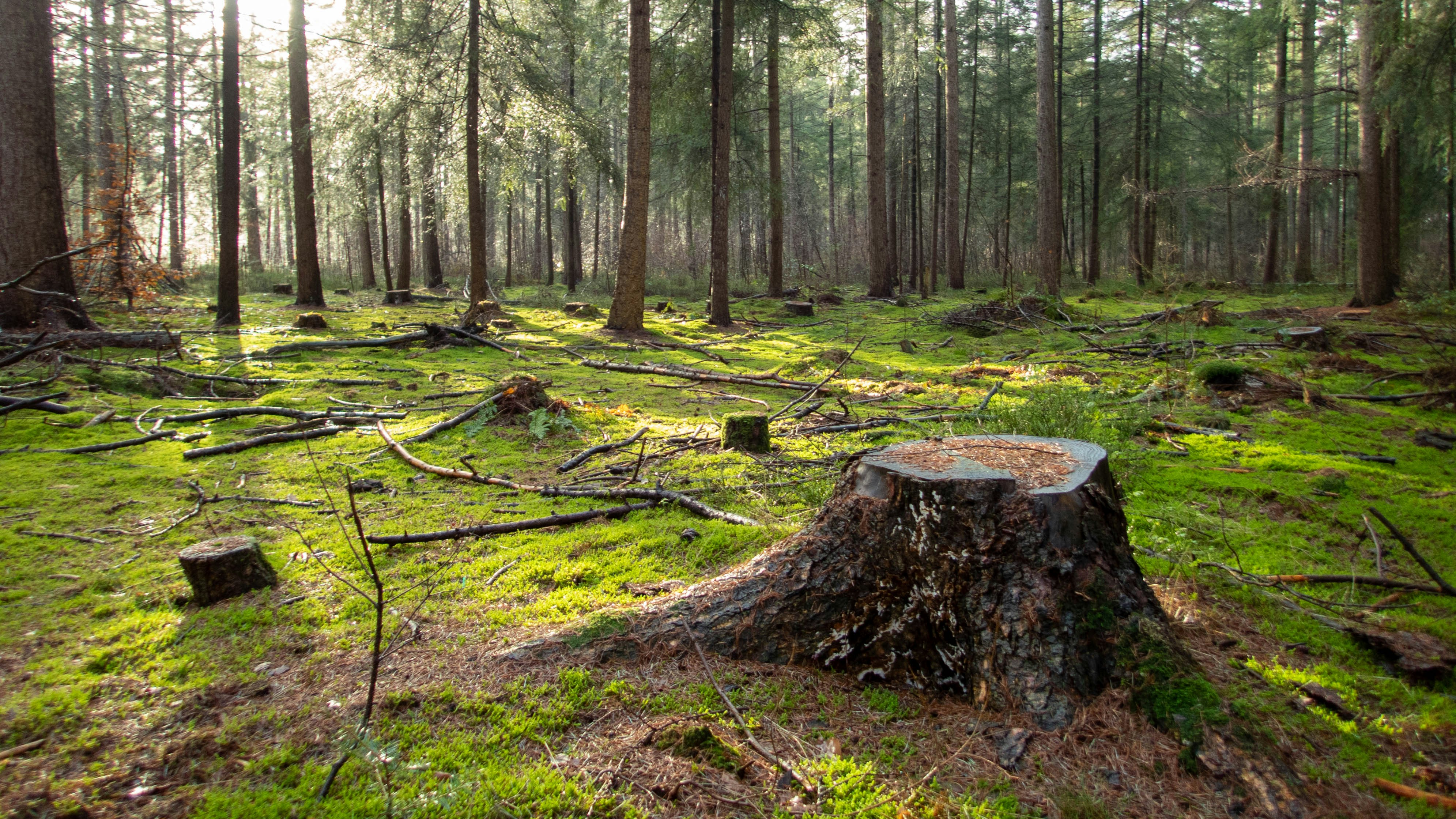 Photo by wimvanteinde