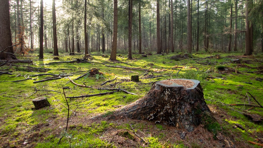 a tree stump in the middle of a forest