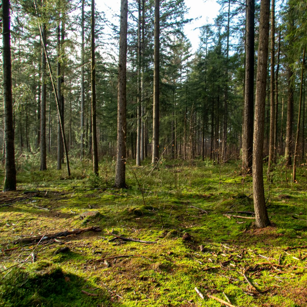 Una foresta piena di un sacco di erba verde e alberi