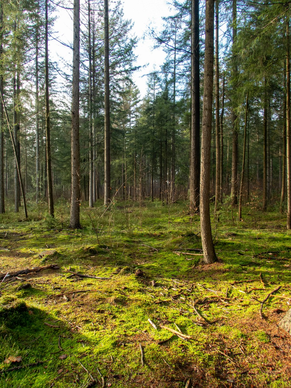 a forest filled with lots of tall trees