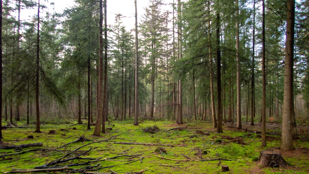 Una foresta piena di molti alberi ad alto fusto