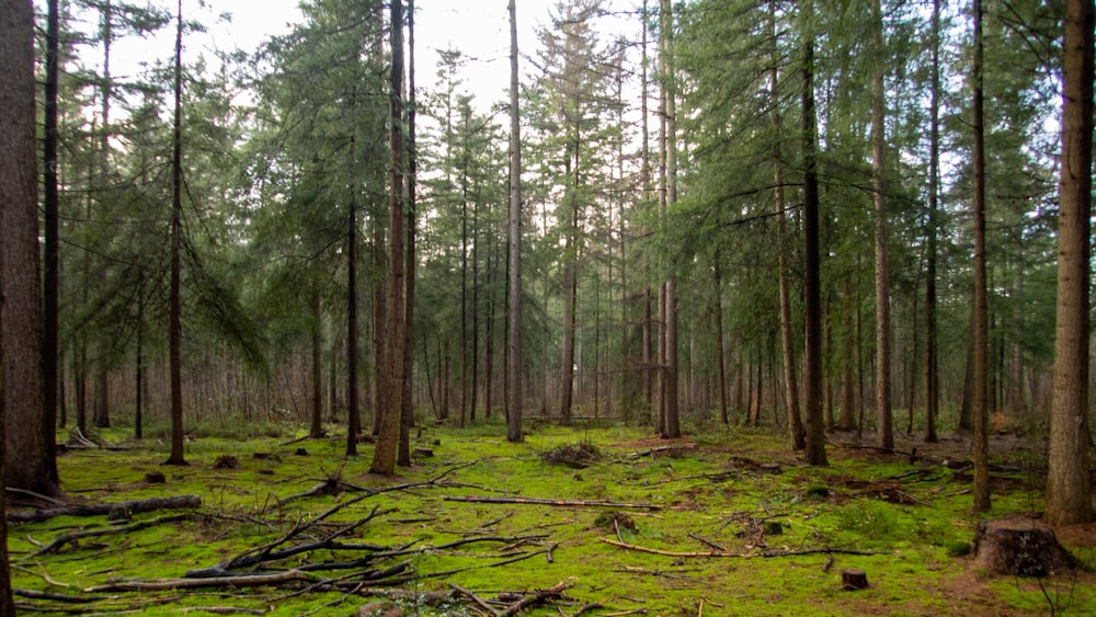 a forest filled with lots of tall trees