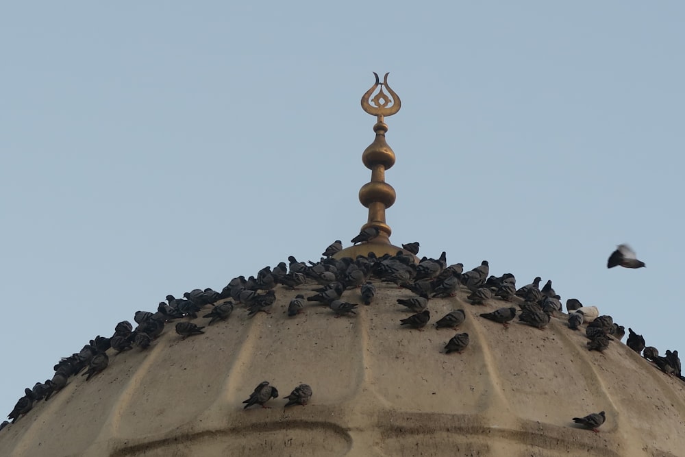 a flock of birds sitting on top of a building