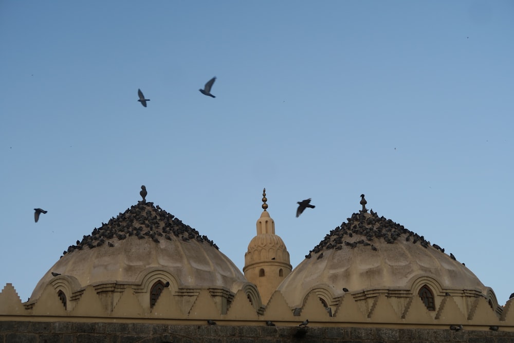 a group of birds flying over a building