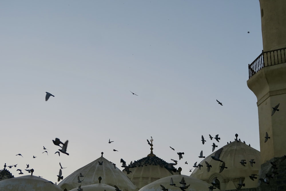 a flock of birds flying over a building