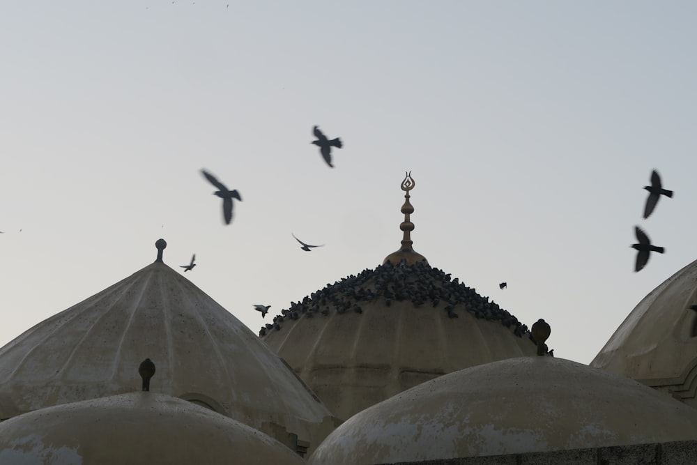 a flock of birds flying over a building