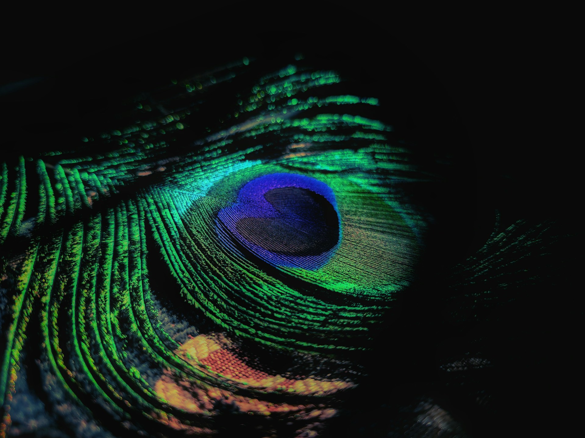 a close up of a peacock's feathers feathers