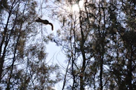 A vibrant Malabar giant squirrel leaping between branches under dappled sunlight.