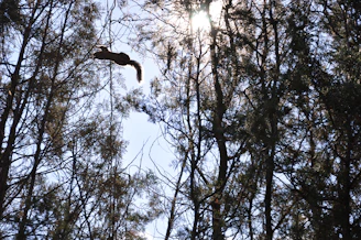 A vibrant Malabar giant squirrel leaping between branches under dappled sunlight.