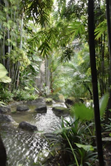 A serene bamboo garden with a tranquil water feature.