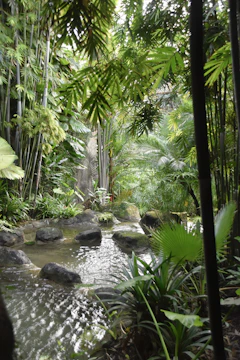 A serene bamboo garden with a tranquil water feature.