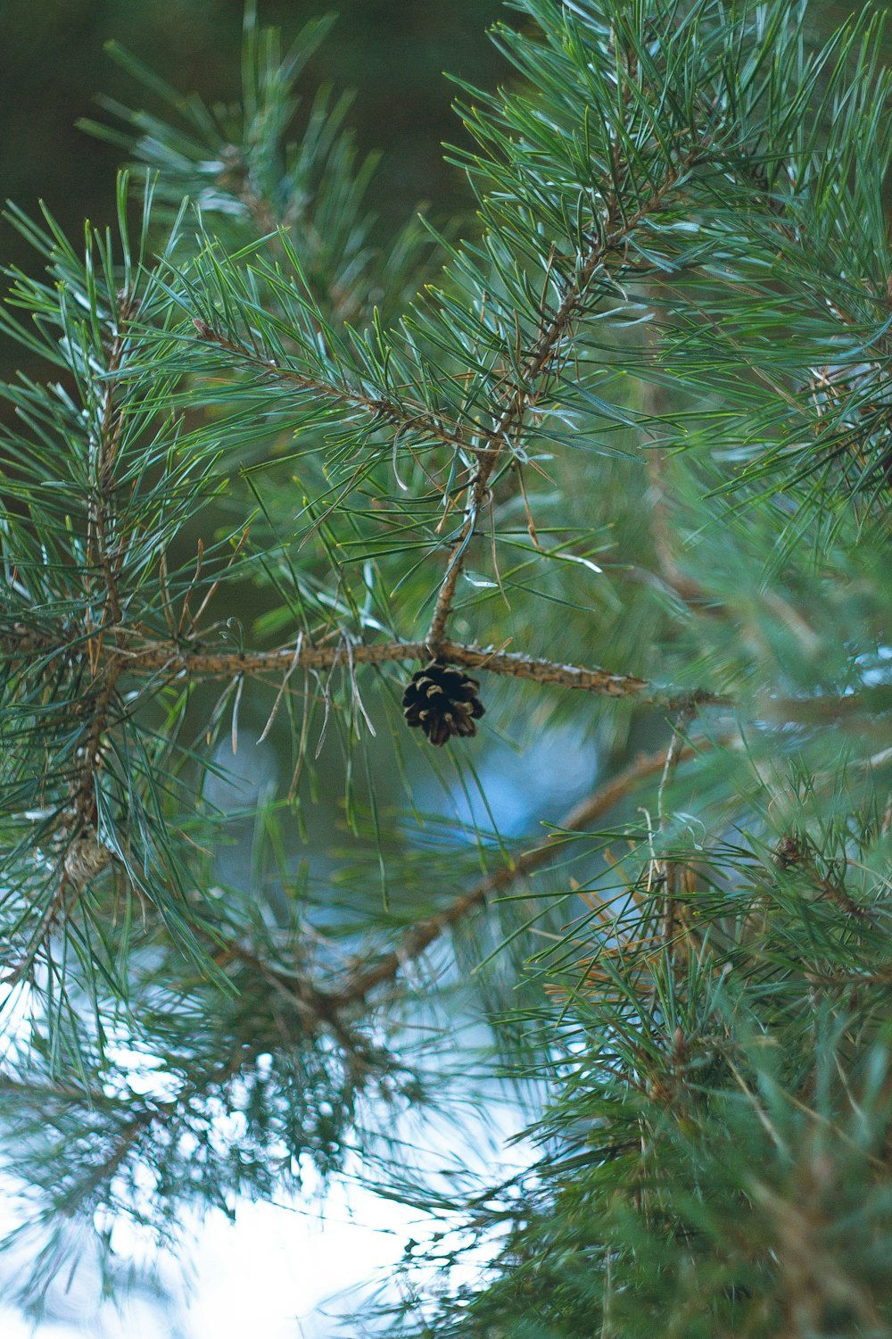 a pine cone hanging from a tree branch