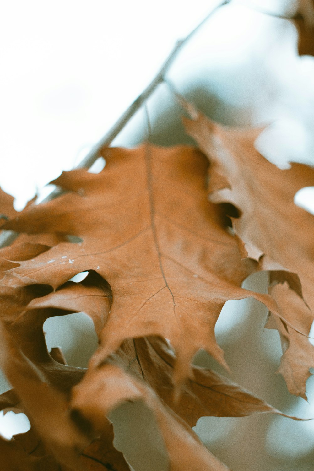 a close up of a leaf on a tree