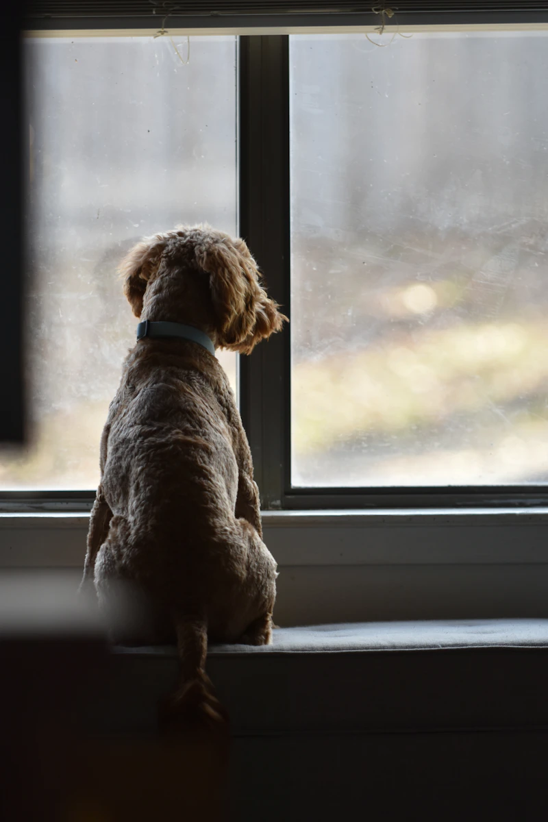 Perro mirando por la ventana