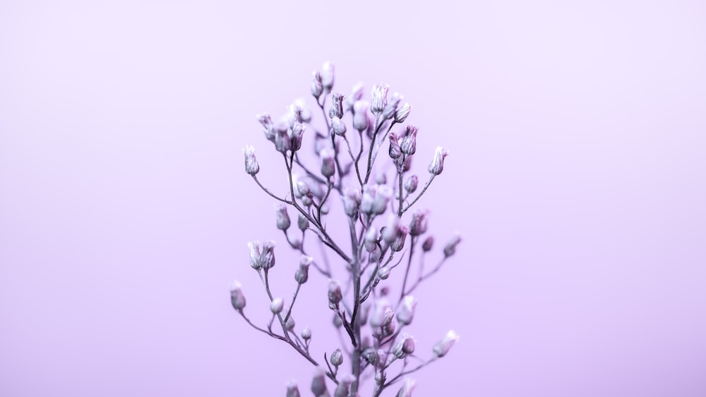 a close up of a flower on a purple background