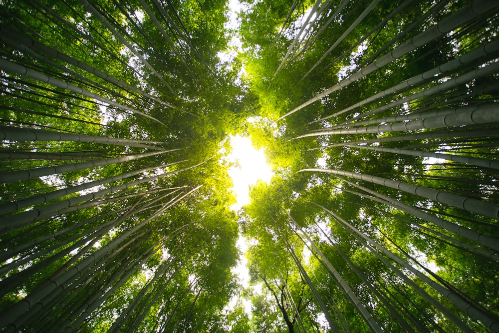 uma vista do topo de uma árvore de bambu