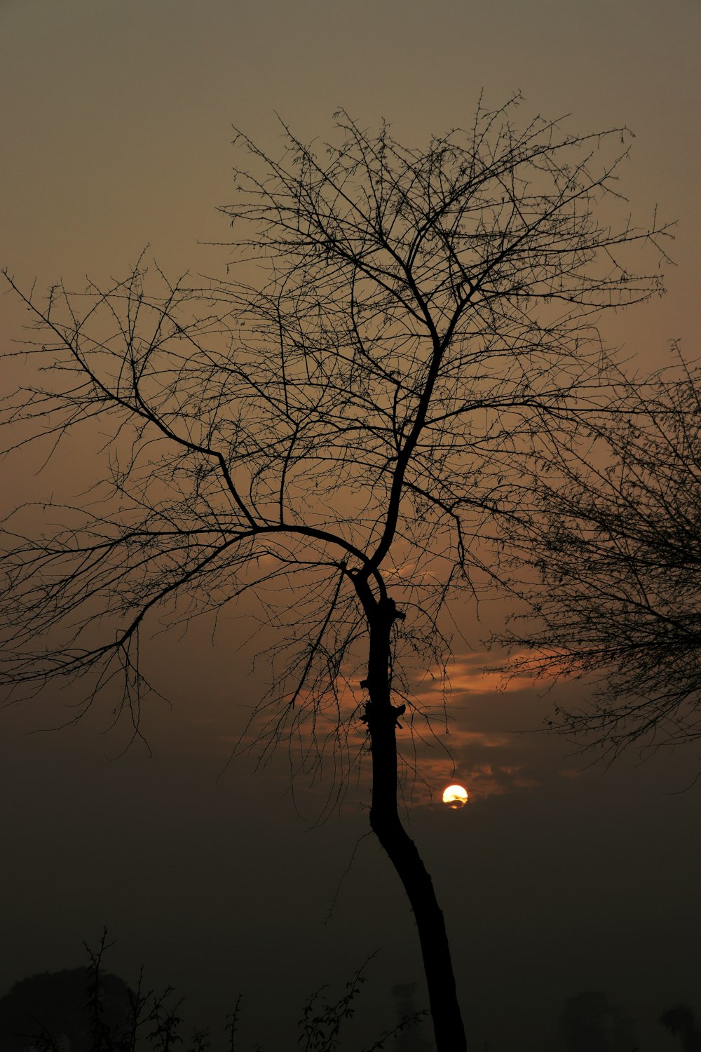 o sol está se pondo atrás de uma árvore nua