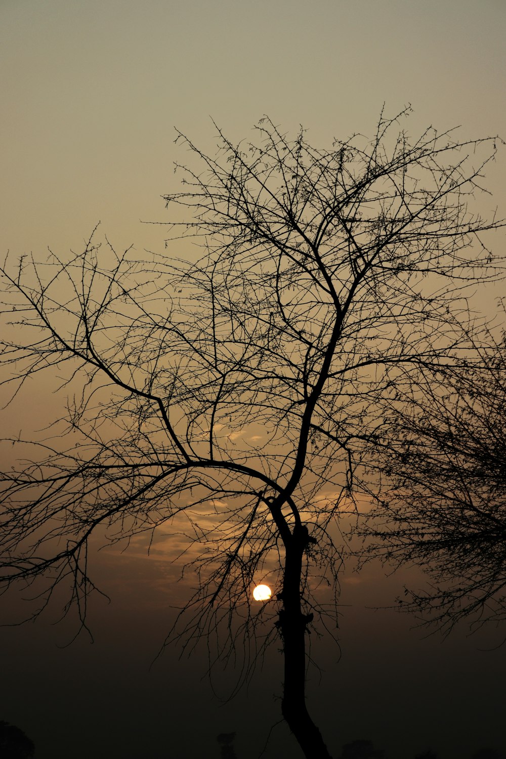 Die Sonne geht hinter einem kahlen Baum unter