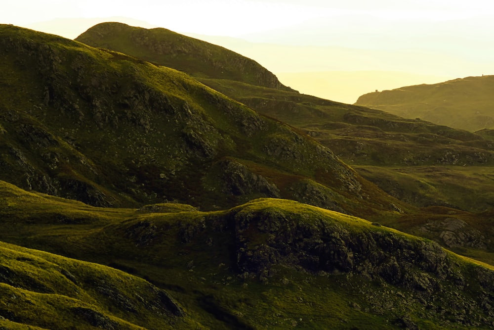 a herd of sheep standing on top of a lush green hillside