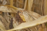 Close-up of golden corn ears ready for harvest.