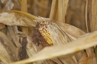 Close-up of golden corn ears ready for harvest, with morning dew.