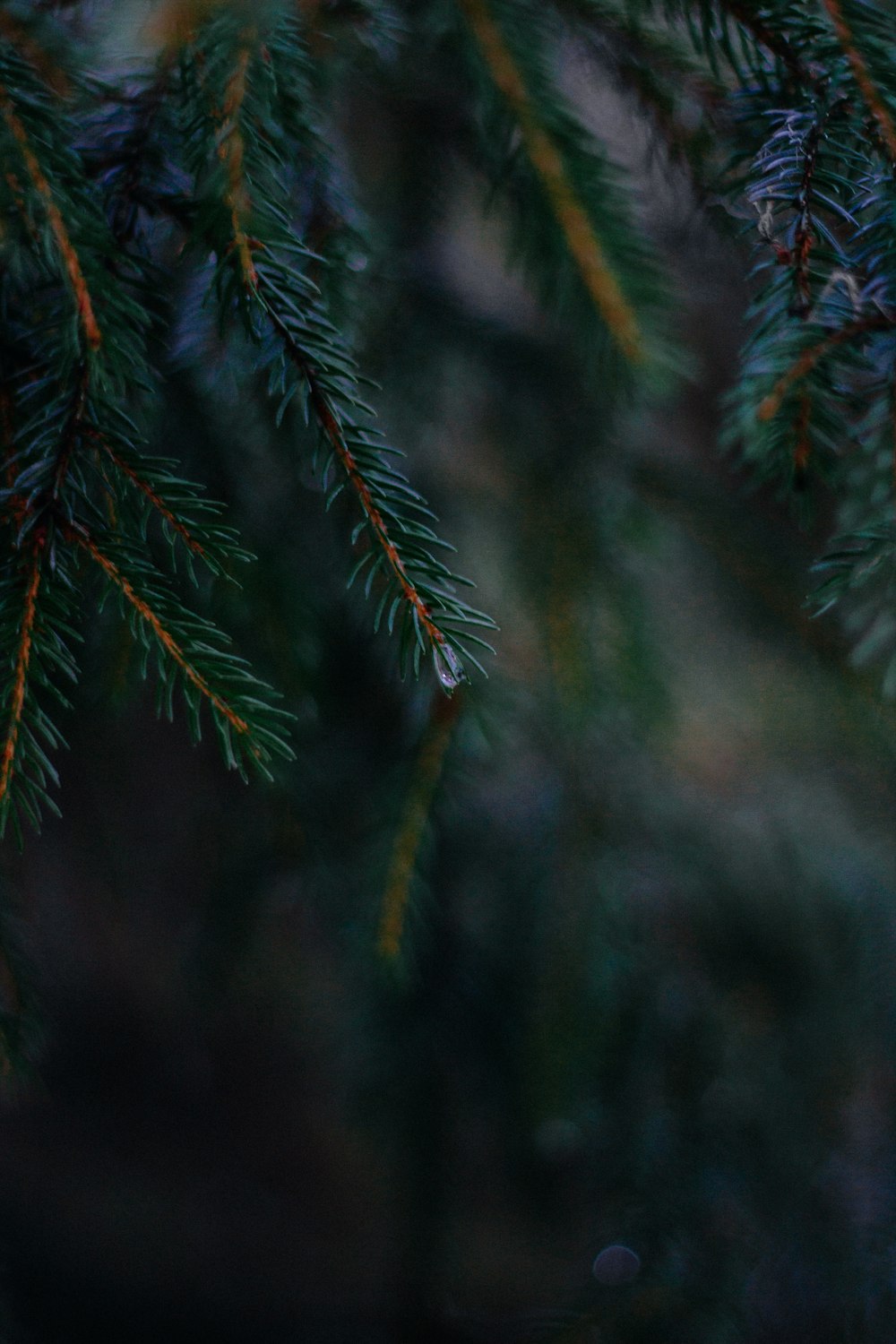 a bird is perched on a branch of a tree