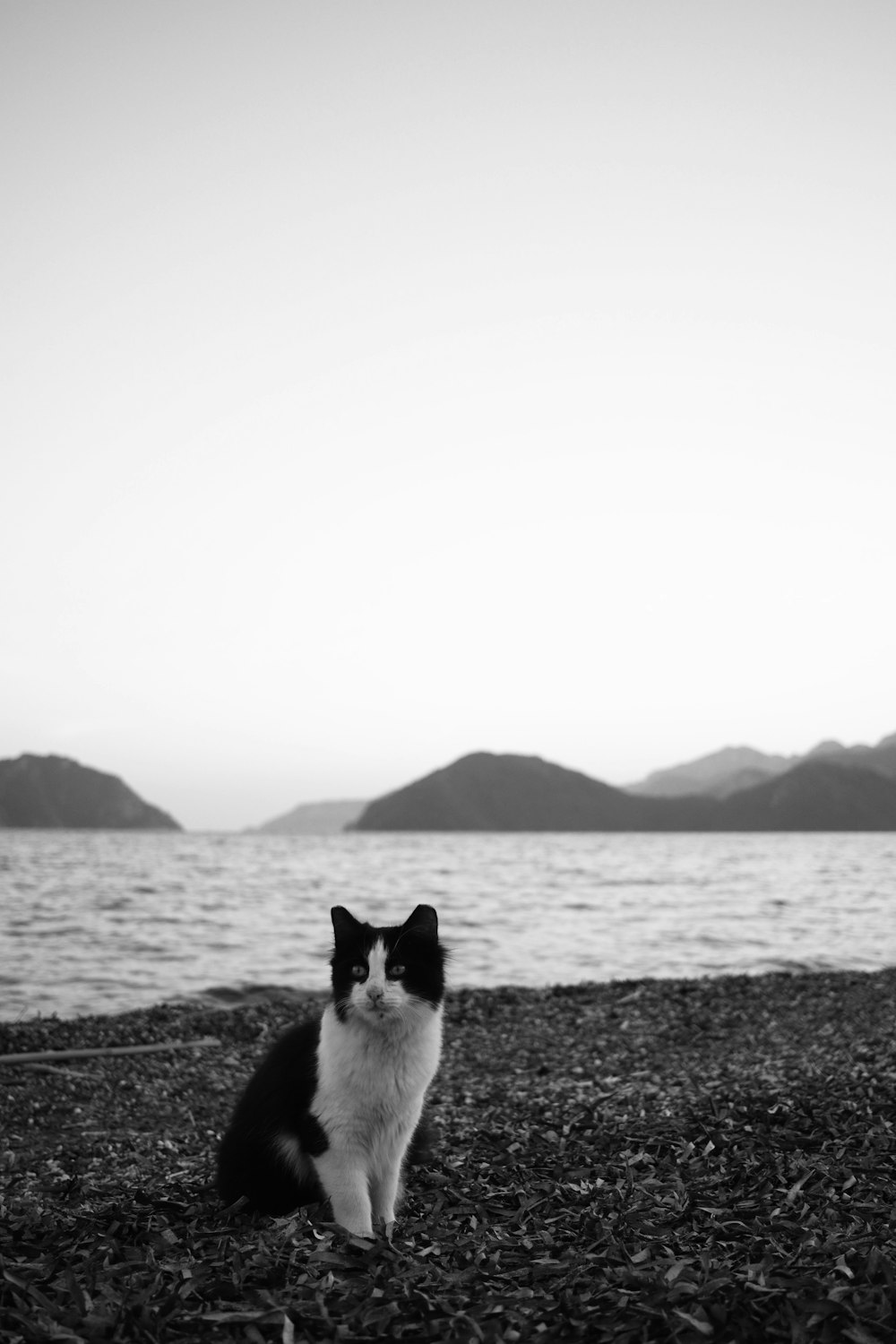 a black and white cat sitting on top of a beach