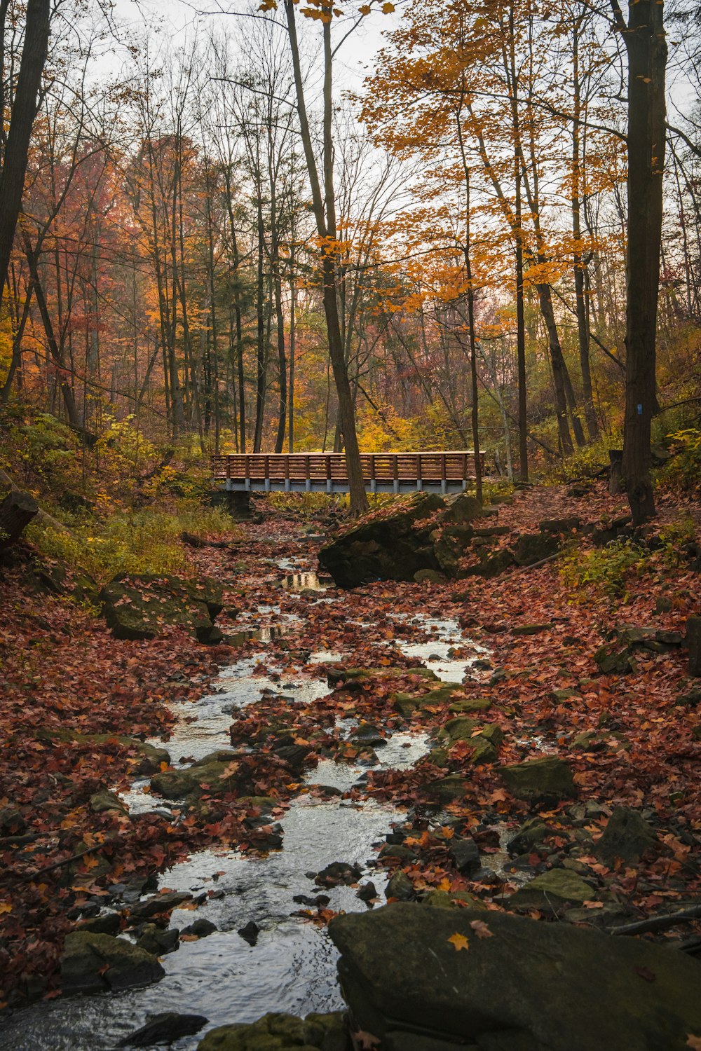 a stream running through a forest filled with lots of trees