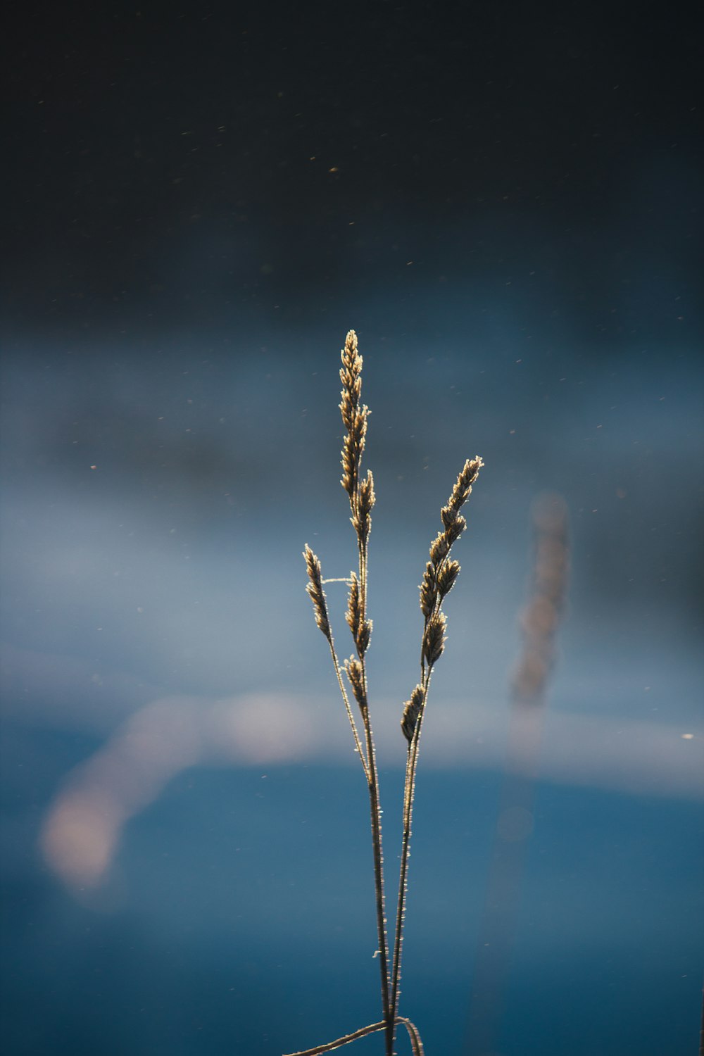 a close up of a plant with water in the background