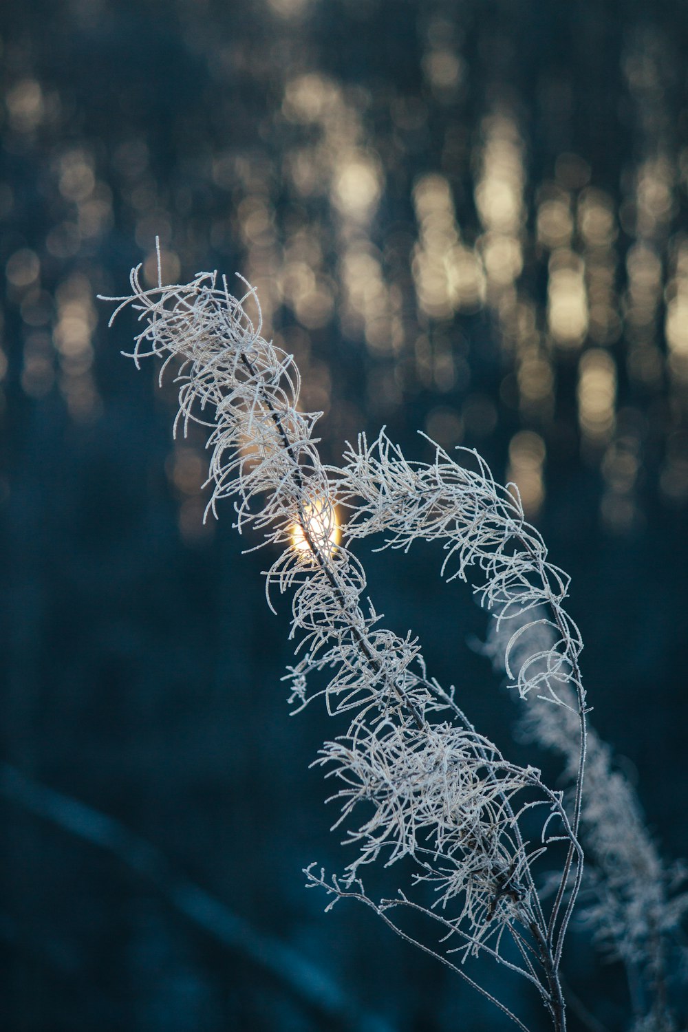 a close up of a plant with a blurry background