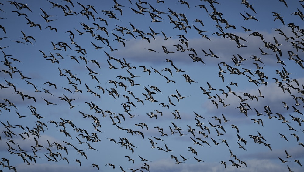 a large flock of birds flying in the sky