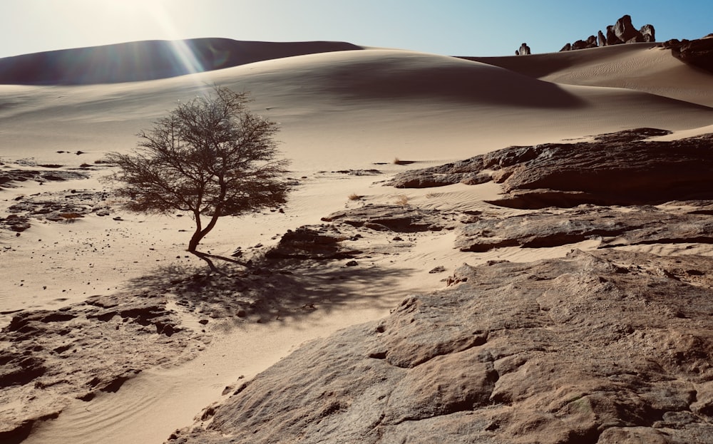 a lone tree in the middle of a desert