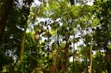 A dense forest featuring tall, lush green trees with thick foliage. Sunlight filters through the canopy, creating dappled patterns of light and shadow on the ground and enhancing the vibrant greens of the leaves. Various plant species can be seen, suggesting a healthy and diverse ecosystem.