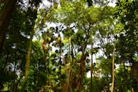 A dense forest featuring tall, lush green trees with thick foliage. Sunlight filters through the canopy, creating dappled patterns of light and shadow on the ground and enhancing the vibrant greens of the leaves. Various plant species can be seen, suggesting a healthy and diverse ecosystem.