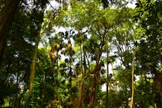 A dense forest featuring tall, lush green trees with thick foliage. Sunlight filters through the canopy, creating dappled patterns of light and shadow on the ground and enhancing the vibrant greens of the leaves. Various plant species can be seen, suggesting a healthy and diverse ecosystem.